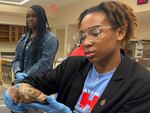 Marlee Washington (left) and Jon Trayvious attend the African American Visit Day at the University of Mississippi School of Medicine. Trayvious, a recent graduate of Northside High School in Shelby, Mississippi, inspects a human lung in a classroom at the medical school. 