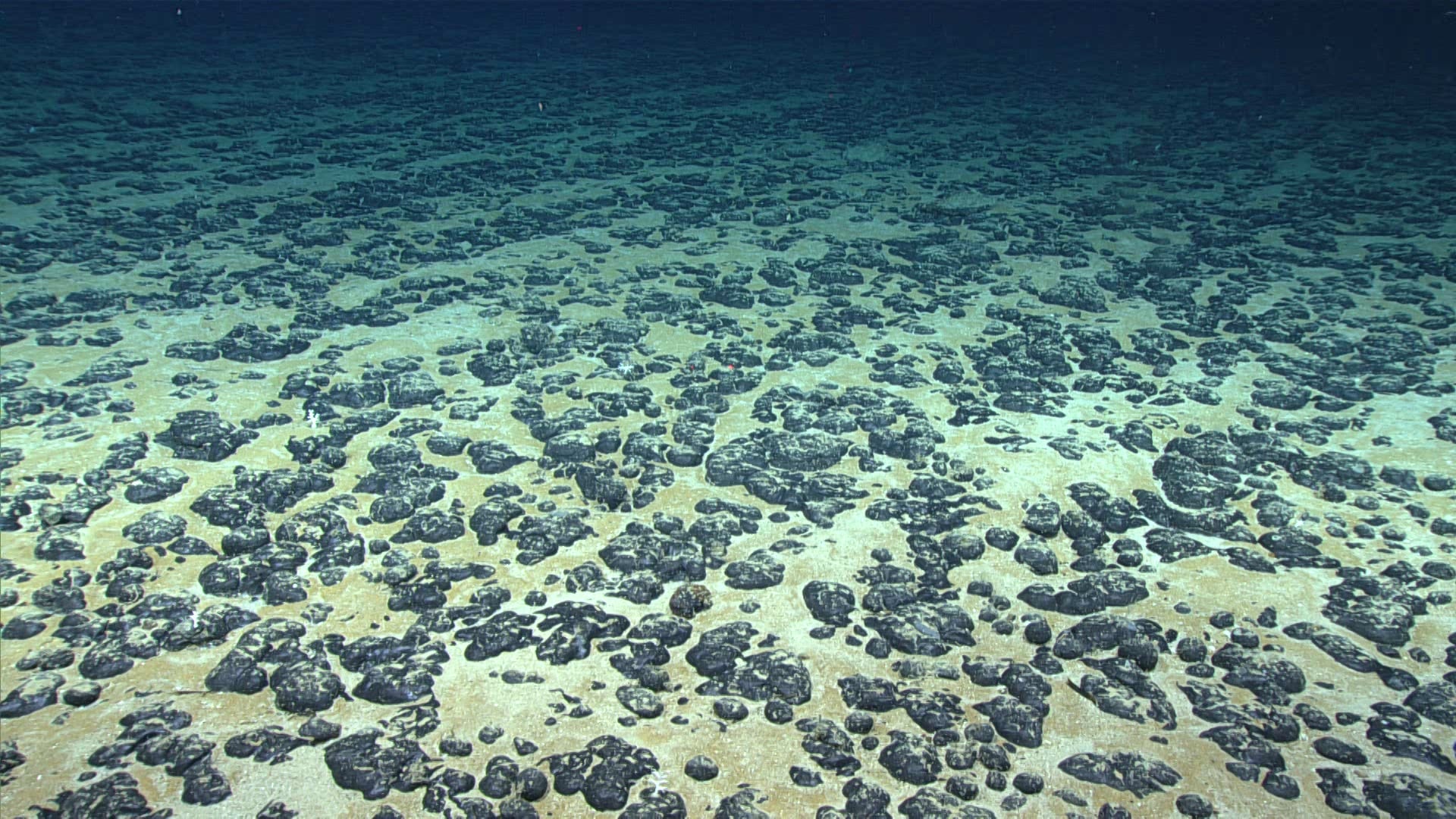 Polymetallic nodules containing certain critical minerals can be found scattered across the seabed in some parts of the ocean. Pictured here are manganese nodules found off the Southeastern U.S. in 2019.