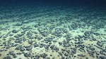 Polymetallic nodules containing certain critical minerals can be found scattered across the seabed in some parts of the ocean. “They literally sit there like golf balls on a driving range,” says Gerard Barron, CEO of The Metals Company. The company hopes to mine a region in the Pacific called the Clarion-Clipperton Zone. Pictured here are manganese nodules found off the Southeastern U.S. in 2019.