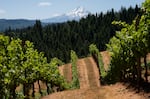 Mount Hood is visible from the slopes of Phelps Creek Winery in Hood River, Ore., on July 14, 2026.