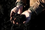 FILE - First-generation farmer Ryan Lichttenegger holds organic compost on Wednesday, Jan. 14, 2026, at Steel Wheel Farm in Fall City.