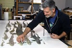 Christopher Marley arranges reef sharks onto a mat.