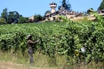 FILE-A worker pulling leaf cover over pinot noir grapes to protect them from the sun, at Willamette Valley Vineyards in Turner, Ore., in July 2021.