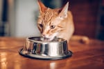 Several cats have gotten sick from bird flu from eating raw pet food or drinking raw milk.