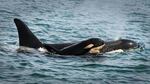 L122, one of the newest members of the Southern Resident Community of orcas, spotted Sept. 7, 2016, near Sooke, British Columbia.