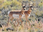A pair of twin pronghorn fawns, brother and sister, on Seedskadee National Wildlife Refuge, Sept. 24, 2019. Brother on the left and sister on the right.