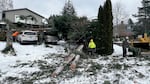 Crews with Davey Tree work to clear fallen trees near the intersection of Northwest Lee Street and Northwest Flotoma Drive in Portland on Sunday, Jan. 14, 2024.