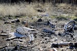 A view of a dumping site Anne Christmas calls "the boneyard," where the Oregon Department of Transportation often takes roadkill carcasses, near Sisters.