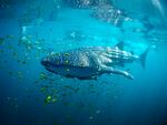 Ninety-seven percent of migratory fish species are facing extinction. Whale sharks, the world's largest living fish, are among the endangered.