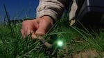 James Cassidy uses a long tube camera to peer into a vole hole in his 2007 research. The vole digs to solve a problem. In a world filled with many animals that like to eat voles, they find safety underground. They dig subterranean labyrinths filled with twists, turns and dead-ends.