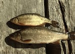 Tui chub (bottom) and a golden shiner (top).  Both fish are present in Diamond Lake, but ODFW says the shiners don't proliferate and affect water quality nearly as intensely as the chub.