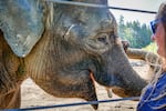 Chendra, a female Bornean elephant, stands next to elephant keeper Aimee Bischoff during a visual exam performed by Oregon Zoo head veterinarian Dr. Carlos Sanchez on Aug. 18, 2023.