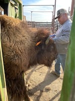 Darwin Sockzehigh administers a vaccine to a buffalo cow at the tribe’s Satus Ranch during last year’s round up.