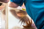 University of Washington research assistant Fiona Curliss inspects sunflower stars for sperm in February at Friday Harbor Labs on San Juan Island, Wash.