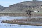 Geese enjoy a respite at Tule Lake National Wildlife Refuge in spring 2024, months before an outbreak of botulism in the Klamath Basin has killed thousands of migratory birds.