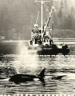 A whale captured at Budd Inlet in March 1976.