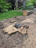 A Douglas-fir was recently removed near the Jordan Schnitzer Museum of Art on the UO campus. DeChant said it was riddled with disease and posed a safety risk. Several logs from the tree were moved around campus to be nurse logs, and the remaining log, seen here on May 5, 2026, may or may not remain in place.