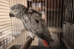 A resident's pet parrot suffered a bloodied wing during the airstrike.