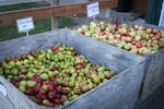 Boxes of apples at Kiyokawa Family Orchards, Parkdale, Ore., Oct. 6, 2025.