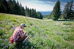 Xerces Society biologist Rich Hatfield surveys an alpine meadow in the Mount Hood National Forest earlier this summer. Hatfield has uncovered what may be Oregon’s westernmost stronghold of the rare western bumblebee.