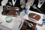 Technicians use tweezers to meticulously sort through cocoa nibs at the Cacao of Excellence laboratory in Perugia. This manual selection phase, which follows roasting and winnowing, is critical for removing any remaining shell fragments or impurities. Ensuring the absolute purity of the nibs before grinding is an essential step in creating a flawless cocoa liquor, allowing for the precise sensory evaluation of unique aromatic profiles from cocoa producers worldwide.