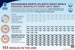 North Atlantic right whales have experienced an ongoing Unusual Mortality Event since 2017. The whales impacted by the UME include confirmed dead, injured, and sick individuals. Individuals are only counted once in the UME. Scientists estimate that only about one third of North Atlantic right whale deaths are detected.