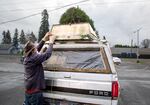 A man ties a Christmas tree on top of his truck.