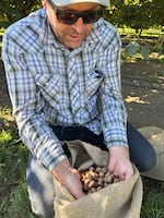 OSU hazelnut specialist Nic Wiman shows off a freshly harvested bag of hazelnuts at the North Willamette Research and Extension Center in Aurora, Ore. on Oct. 7, 2025.