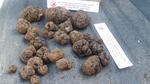 A haul of truffles, photographed with a pair of rulers to give a sense of scale. New rules will require truffle hunters to get permission before foraging for these fungi on private and state forests in Oregon.