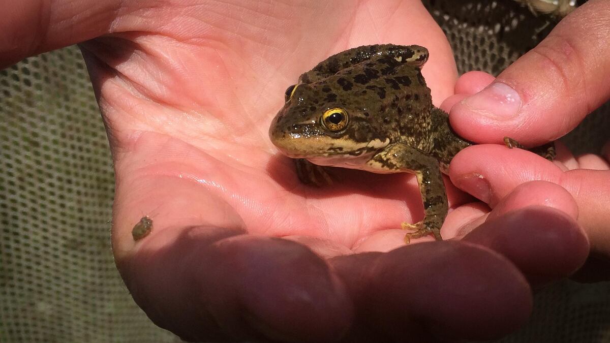 Man puzzled to find tiny frog less than 1cm along Orchard Road footpath -   - News from Singapore, Asia and around the world