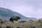 This undated file photo provided by the National Park Service shows a grizzly bear walking along a ridge in Montana.