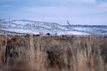 A Northern Harrier flies over a field of sagebrush in Harney County, Ore., on Dec. 18, 2025.