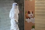 A staffer from the Agriculture, Fisheries and Conservation Department walks past a pet shop which was closed after some pet hamsters were, authorities said, tested positive for the coronavirus, in Hong Kong, Tuesday, Jan. 18, 2022. Hong Kong authorities said Tuesday that they will kill about 2,000 small animals, including hamsters, after several tested positive for the coronavirus at the pet store where an employee was also infected.