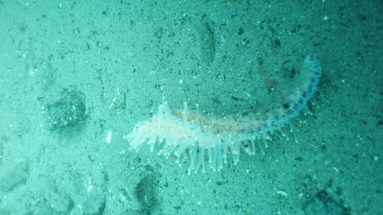 One of the afflicted sea star arms documented on a recent dive off the central Oregon coast. 
