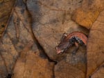 A western red-backed salamander navigates the understory leaf litter in a mature forest in Oregon’s Coast Range. Researchers in the Northwest have found that woodland salamanders actually play an important role in carbon storage by feeding on invertebrates that release carbon.