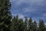 After climbing to the top of the timber poles, one logger ziplined down through the trees and waved his hat to the crowd.