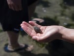 Looking like a small gray stone, a mole crab is one of the many aquatic creatures beachcombers can find in the tide pools in front of Haystack Rock. 