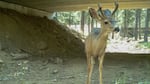 Mule deer uses wildlife crossing.