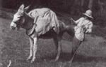 Lilla Leach hitches one of her mules to search for undiscovered flowers in the Kalmiopsis in this 1928 photo