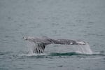 FILE - A gray whale dives near Whidbey Island as seen from a Pacific Whale Watch Association vessel, May 4, 2022, in Washington state. Federal researchers indicate the gray whale population along the West Coast is showing signs of recovery five years after hundreds washed up dead on West Coast beaches, from Alaska to Mexico.