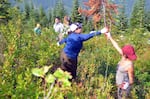 Tulalip teens are working to clear brush from a huckleberry field not far from the Skykomish River.