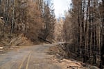 A curved stretch of road is covered in debris and surrounded by dead, burned trees.