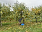 Airlie Red Flesh apples being harvested at RainShine Family Farm in Kings Valley, Ore. on October 21, 2024.