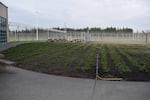 Plantago plants, food for Taylor's checkerspot caterpillars, grown in the yard at Coffee Creek Correctional Facility.