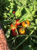 Dry farmed early girl tomatoes in Philomath, Ore. 