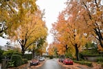 A view of colorful trees on a residential street in Palo Alto, California, United States on November 25, 2024. (Photo by Tayfun Coskun/Anadolu via Getty Images)