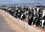 Dairy cows are feeding from a trough on a CAFO, a concentrated animal feeding operation. 