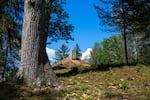 An iconic Carpathian-style roof and stone chimney peek out of the woods in the heart of Soyuzivka’s campus.