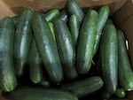 This undated photo provided by the U.S. Food and Drug Administration shows cucumbers recalled for salmonella.