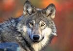 A gray wolf looks straight to camera.